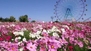 Indahnya Objek Wisata di Fukuoka, Jepang (4)