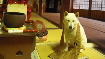 Ini Maru, anjing galak yang jadi biksu kepala di kuil Toshunji (1)