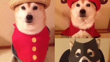 Inilah 11 cosplay yang dilakukan anjing Shiba yang lucu dan imut