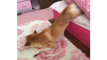 Inilah Cocon, anjing Shiba Inu termalas di dunia