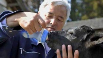 Inilah 'Pahlawan' Terakhir di Fukushima (1)