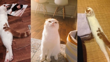 Inilah Tororo, kucing paling lentur dari Jepang