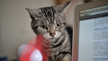 Inilah nama-nama kucing yang paling populer di Jepang