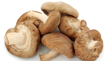 Jamur Shitake, Si Kecil Dari Jepang Dengan Khasiat Berlimpah