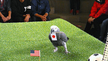 Jepang akan memenangkan final Piala Dunia Wanita, menurut burung parkit