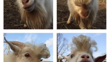 Kamaboko, Kambing Jantan Berambut Menawan