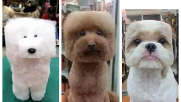 Kawaii! Di Jepang anjing peliharaan dicukur menjadi berbentuk seperti kubus! (1)