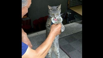 Kawaii! Kucing dari Yamaguchi, Jepang ini akan berdiri seperti manusia setiap kali ditawari minum!2