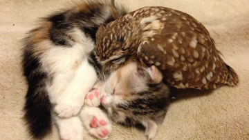 Kawaii! Persahabatan antara burung hantu dan kucing dari Jepang ini sangat menggemaskan! (1)