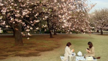Kawasan Hanami Terbaik di Jepang (1)