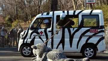 Kebun binatang Tokyo memperagakan macan tutul salju palsu yang melarikan diri