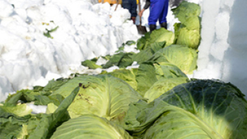 Kubis-kubis yang tertutup salju ini siap panen di Nagano