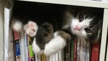 Kucing Lucu Ini Hobinya Nongkrong di Tempat Yang Tidak Lumrah (1)