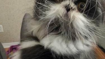 Kucing atau anjing Inilah foto-foto dari hewan yang paling unik di dunia (1)