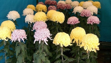 Makna dan Simbolisme yang Diwakili Bunga Krisan