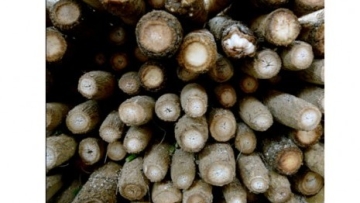 Mengenal Gobo, Sayuran Unik dari Jepang (1)