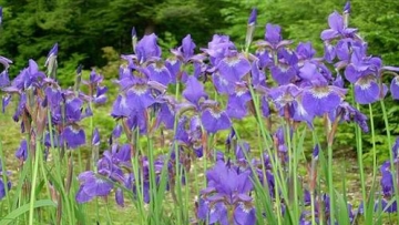 Mengulik Khasiat Herbal Jitu Bunga Iris (1)