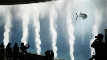 Misteri kematian masal ikan di akuarium Tokyo buat ilmuwan kalut