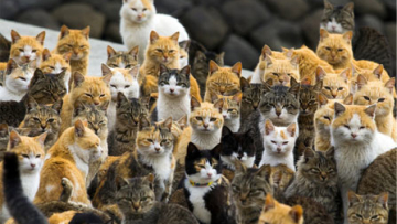 Momen Travelling Terbaik untuk Pecinta Kucing Ada di Jepang