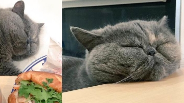 Nike, kucing tukang makan dan tidur yang mengingatkan kita untuk menikmati kesenangan dalam hidup