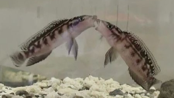 Peneliti Jepang menemukan bahwa ikan bisa berpikir secara logis