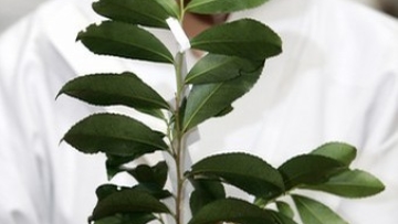 A young Japanese woman practices how to hold a Sakaki during Shinto maidens workshop at Kanda Myojin Shrine in Tokyo