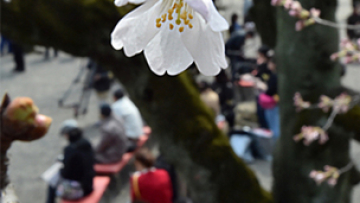 Pohon-pohon sakura mulai mekar di Tokyo, 2 hari lebih awal dari tahun lalu (1)