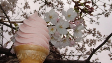 Restoran Jepang Ciptakan Kuliner Spesial Sakura