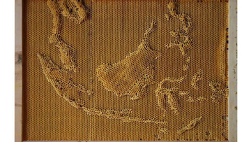 Seniman Asal Jepang Ciptakan Peta Dunia Dari Sarang Lebah (2)