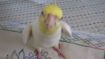 Sugoi! Burung ini bisa menyanyikan lagu tema Totoro!