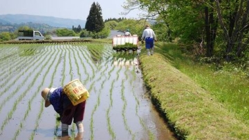 Taue, musim menanam padi di Jepang (2)