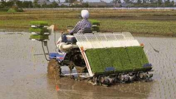 Teknologi Baru Cara Tanam Padi Ala Jepang
