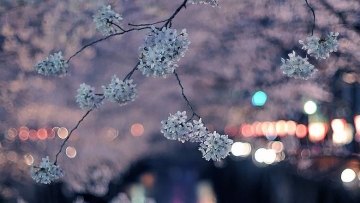 Tradisi Unik di Jepang Tak Boleh Terlewatkan