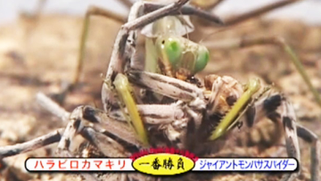 UFBC, Pertandingan Tinju Antar Serangga Di Jepang