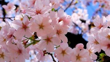 Uniknya Bunga Sakura