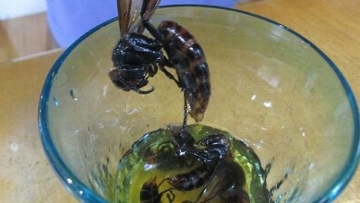 Vodka Jepang Terbuat dari Fermentasi Lebah