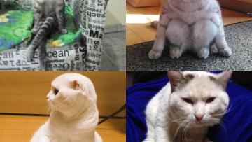 Waduh, Kucing Hobi Duduk Makin Banyak di Jepang (2)