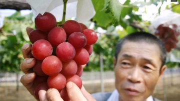 Wah, buah anggur dari Jepang ini dijual seharga 1 juta yen!