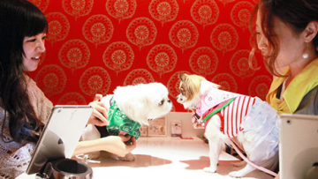 Wah, di Ginza ada acara 'perjodohan' hewan peliharaan untuk menemukan pasangannya!