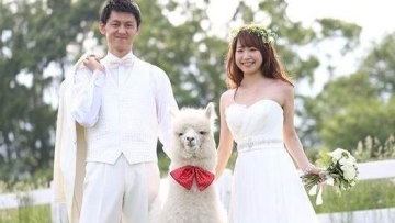 Wah, hotel di Jepang menyewakan seekor Alpaca untuk menjadi saksi pernikahan!
