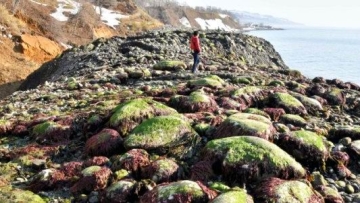Wah, luas Jepang semakin bertambah saat permukaan tanah di beberapa tempat naik dari laut! (1)