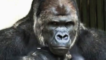 Wah, para wanita di Jepang sedang tergila-gila oleh gorila yang tampan ini!