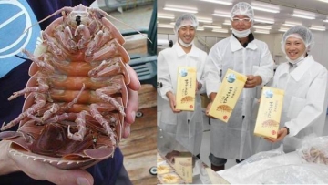 Wow! Di Jepang, isopoda raksasa dibuat menjadi kerupuk!