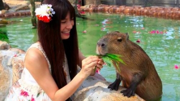 Yuk kita bermain dengan Kanguru, Penguin, dan Capybara di kebun binatang Kobe! (1)