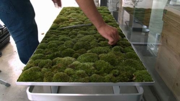 bangku-lumut-oleh-kazunaga-sakashita