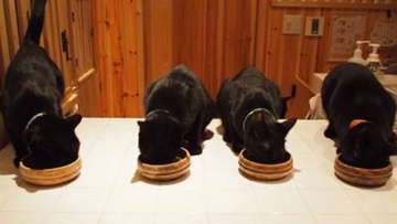 di-jepang-cat-cafe-nekobayaka-restoran-yang-dipenuhi-kucing-hitam- (1)