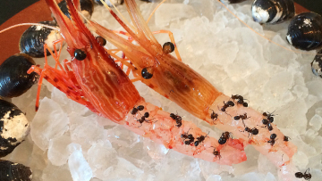 flavors-of-the-nagano-forest-noma