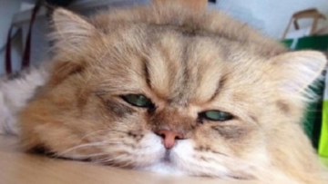 foochan-kucing-berwajah-galau-yang-bikin-gemas