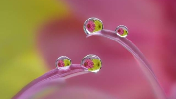 fotografer-jepang-menangkap-keindahan-dunia-air-dalam-makro