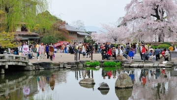 gion-shidare-sakura-maruyama-park-kyoto
